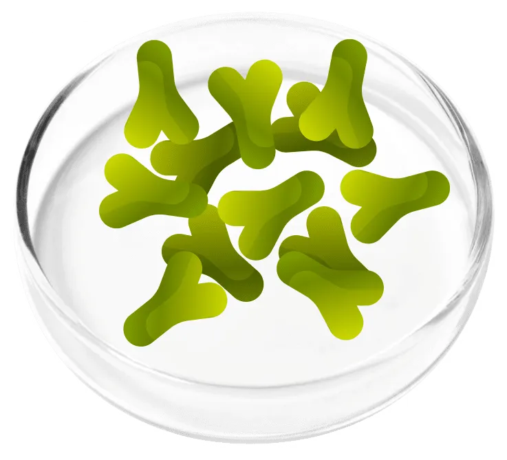 Beneficial probiotic bacteria used in the FemiCore formula to support urinary microbiome balance and feminine wellness.