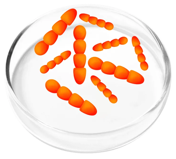 Lactobacillus probiotics featured in the FemiCore formula to support urinary microbiome balance and feminine wellness.