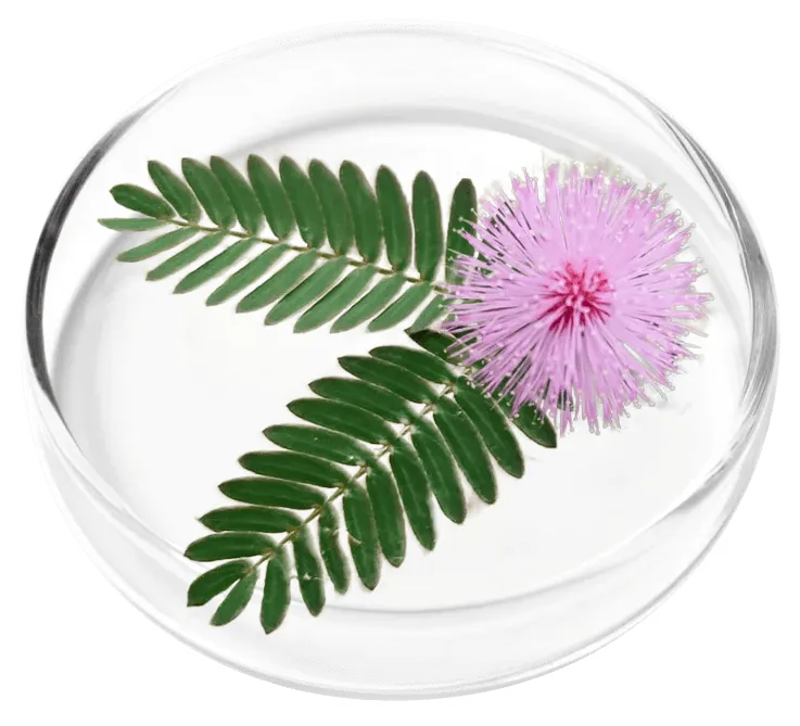 Natural botanical ingredient used in the FemiCore formula displayed in a laboratory petri dish.
